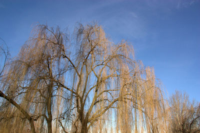 Low angle view of bare trees against clear sky