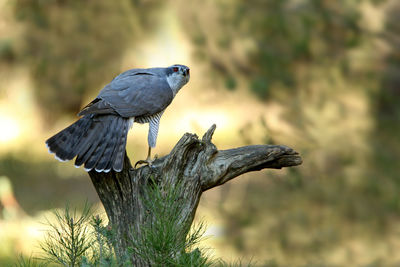 Close-up of bird perching on branch