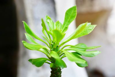 Close-up of potted plant