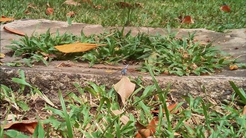 Close-up of snake on grass