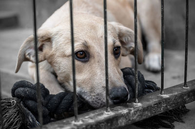 Dog in animal shelter waiting for adoption. portrait of homeless dog in animal shelter cage. 