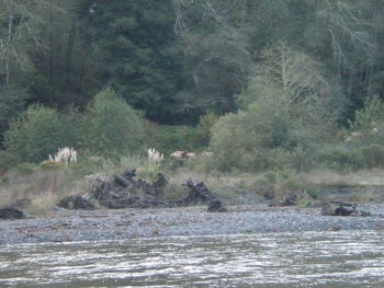 Scenic view of river in forest