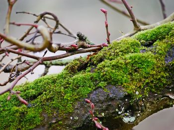 Close-up of bird perching on tree