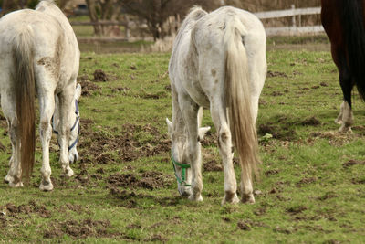 Horses grazing in a field
