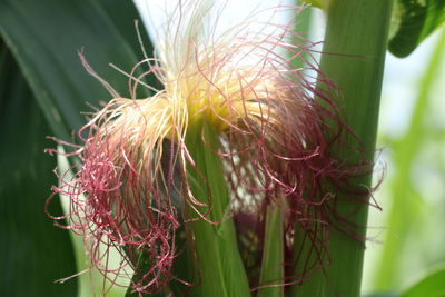 Close-up of plant growing in field