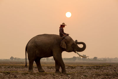 Elephant standing on field during sunset