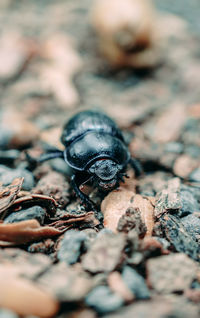 Close-up of insect on land