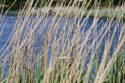 Close-up of plants