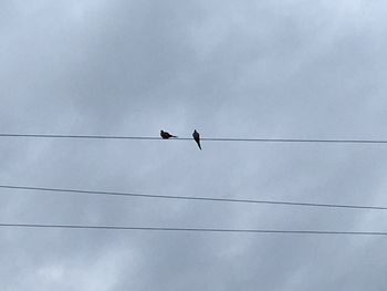 Low angle view of bird perching on cable against sky