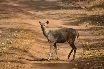 Deer standing on field