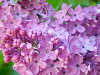 Close-up of pink flowering plants