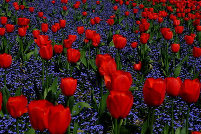 Full frame shot of red tulips