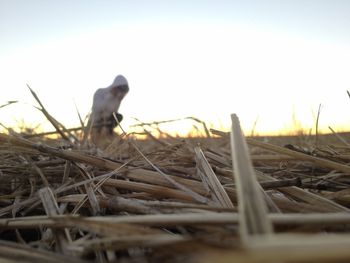 Surface level of hay on field against clear sky