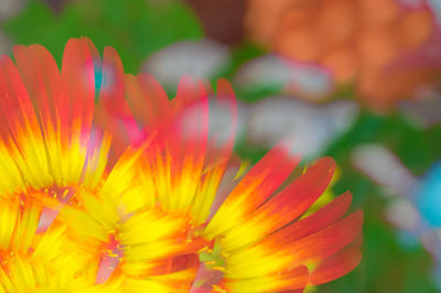 Close-up of yellow flower blooming outdoors