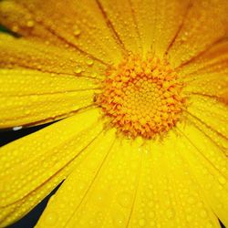 Close-up of wet yellow flower