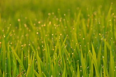 Close-up of wet grass on field