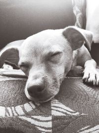 Close-up of dog sleeping on bed at home