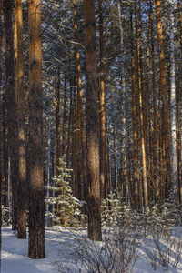 Trees in snow covered forest