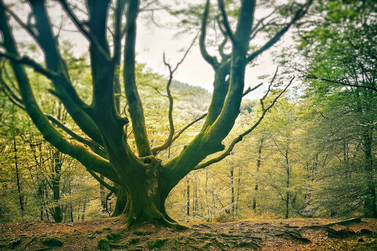 TREE TRUNK ON FIELD