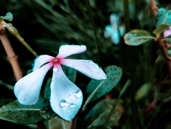 Close-up of wet flower on plant