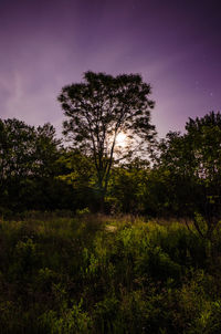 Trees in forest against sky at night