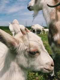 Close-up of sheep on field