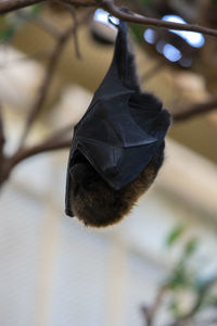 Close-up of a bird flying