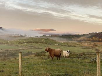 Horses in a field