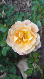 Close-up of rose flower