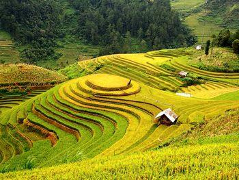 High angle view of agricultural field