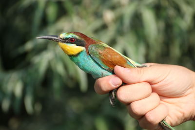 Close-up of a hand holding bird