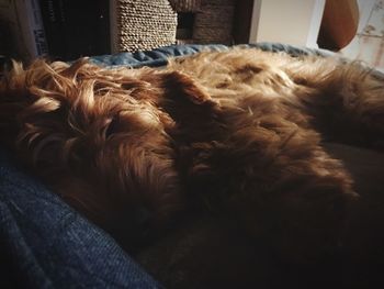 Close-up of dog relaxing at home