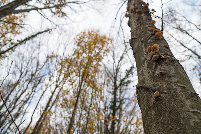 Low angle view of squirrel on tree