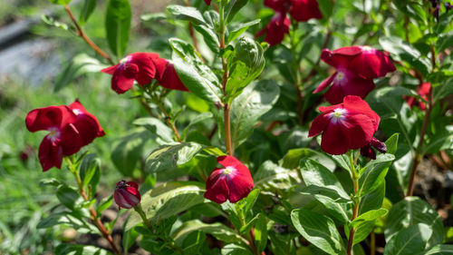Close-up of red flowering plants