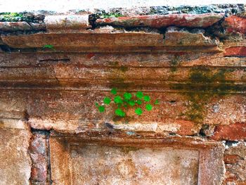 Full frame shot of multi colored tree