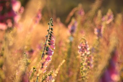 Close-up of pink flowering plant in field