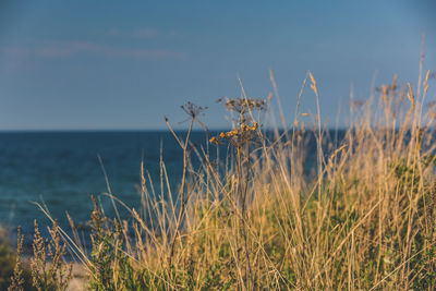 Grass growing on beach against sky