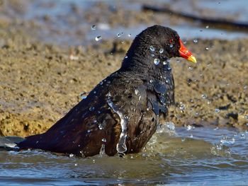 Close-up of duck on lake