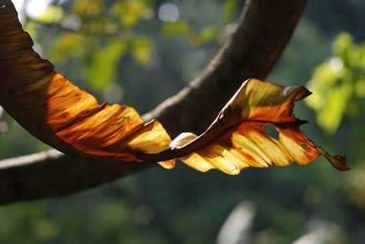 Close-up of orange leaves on tree