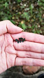 Close-up of hand holding insect