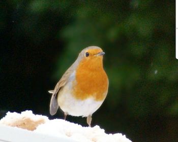 Close-up of bird perching on snow