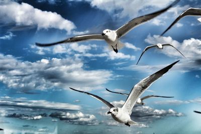 Bird flying over water against sky