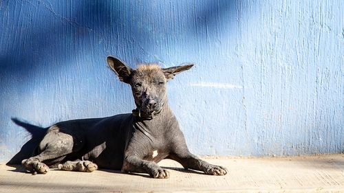 Portrait of xolo dog sitting on concrete wall