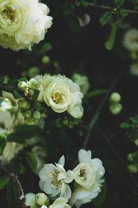 Close-up of white roses
