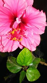 Close-up of pink flowers