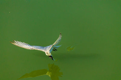 Bird flying over green background