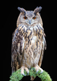 Portrait of owl perching on black background