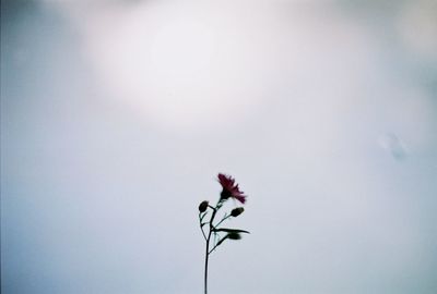 Close-up of flowers against clear sky