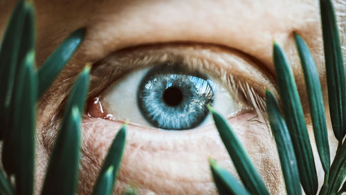 Close-up portrait of human eye seen through plants