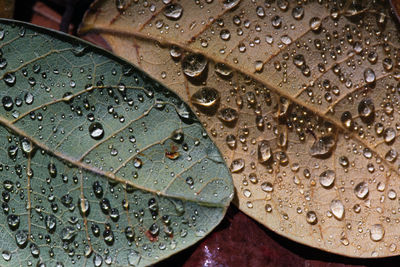 Full frame shot of wet leaves